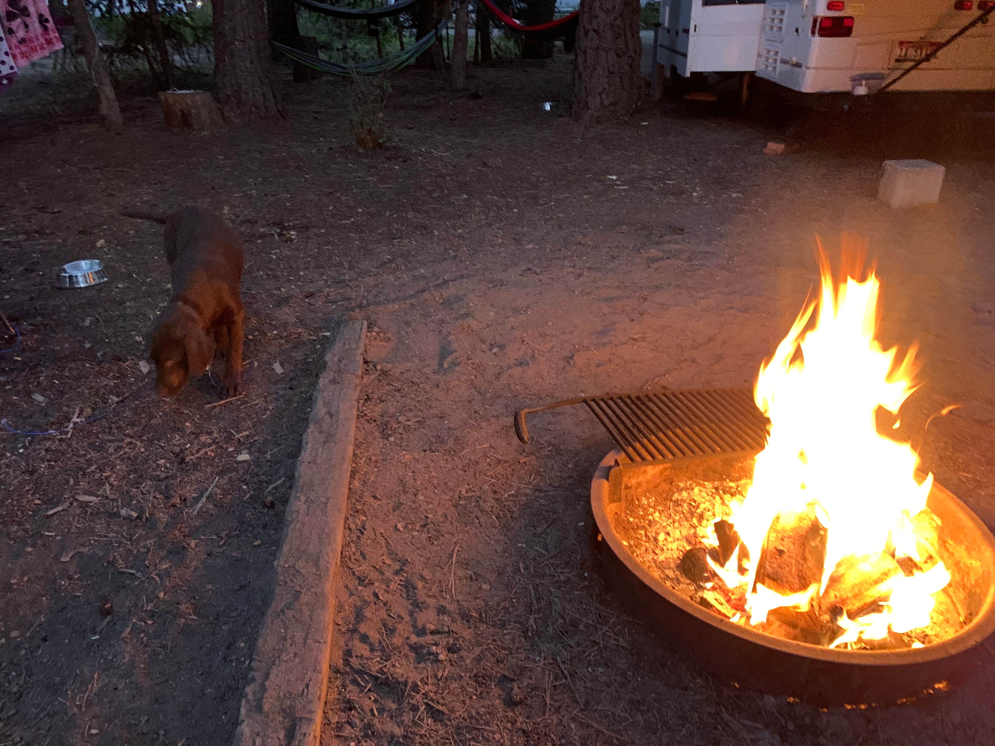 Mike L.'s photo of camping with pets at Peninsula Campground — Ponderosa State Park near McCall, ID