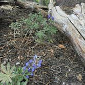 Review photo of June Lake Campground by Lindsay B., May 6, 2018