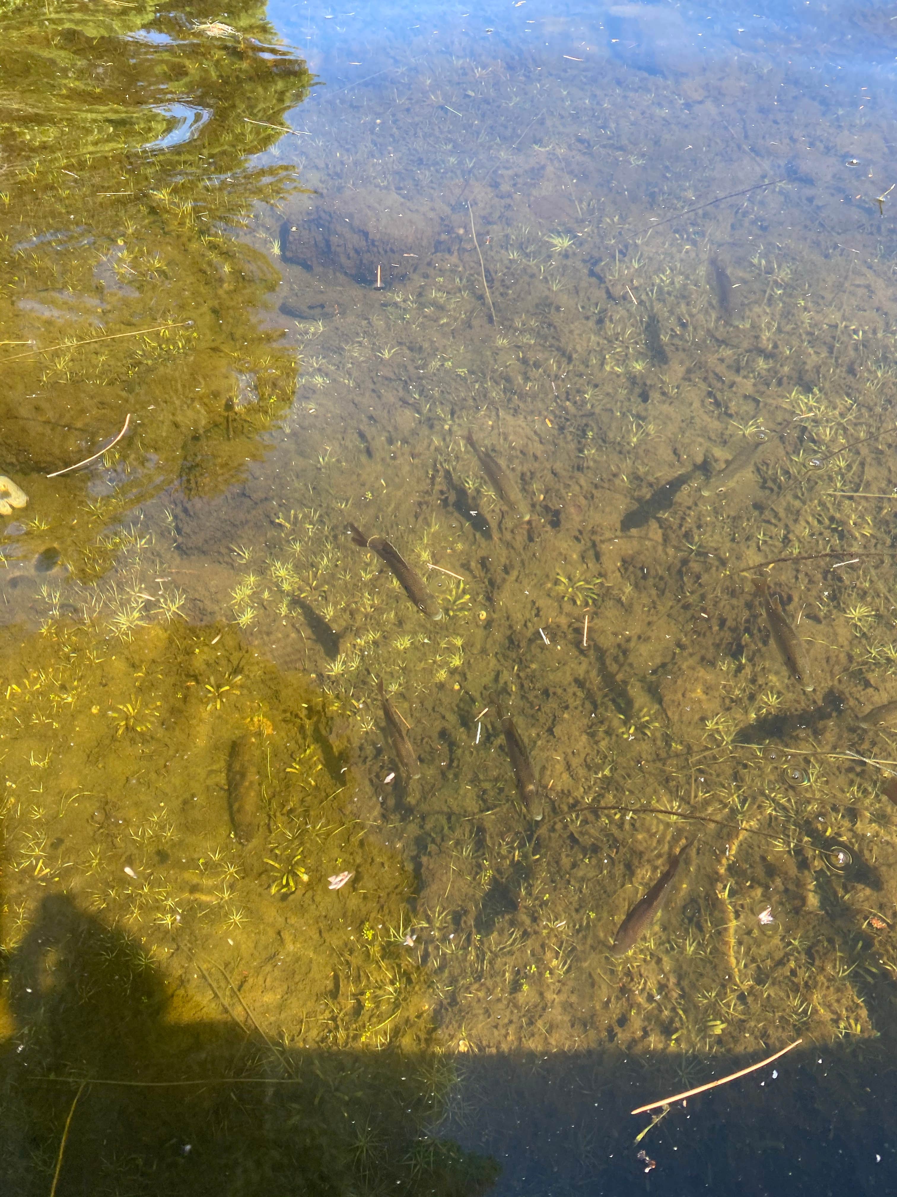 Camper-submitted photo at Parks Pond Campground near Bangor, ME