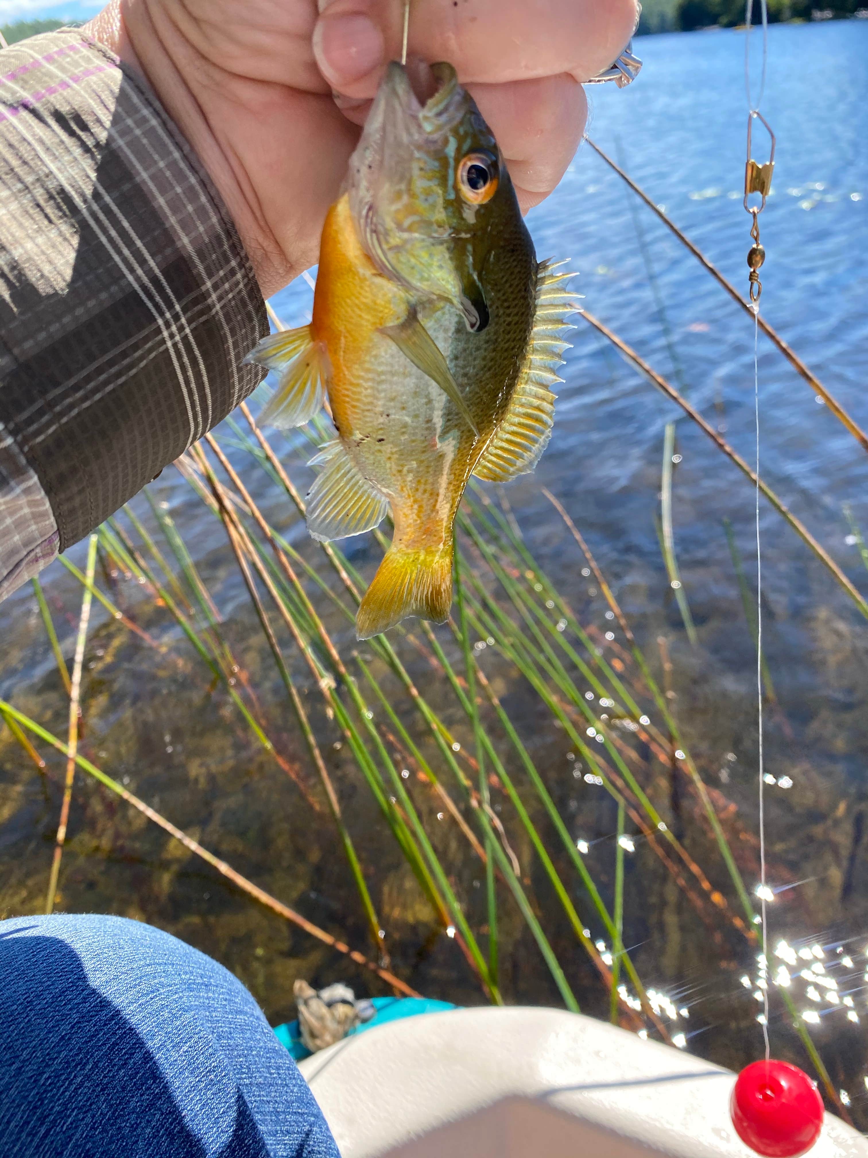 Camper-submitted photo at Parks Pond Campground near Bangor, ME
