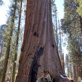 Review photo of Lodgepole Campground — Sequoia National Park by Lindsay B., May 6, 2018