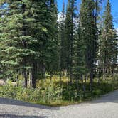 Review photo of Riley Creek Campground — Denali National Park by Tanya B., August 23, 2020