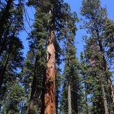 Review photo of North Grove Campground — Calaveras Big Trees State Park by Lindsay B., May 6, 2018