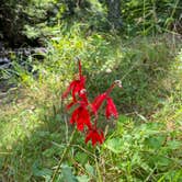 Review photo of Sun River Campground by Sara D., August 23, 2020