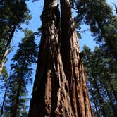 Review photo of North Grove Campground — Calaveras Big Trees State Park by Lindsay B., May 6, 2018