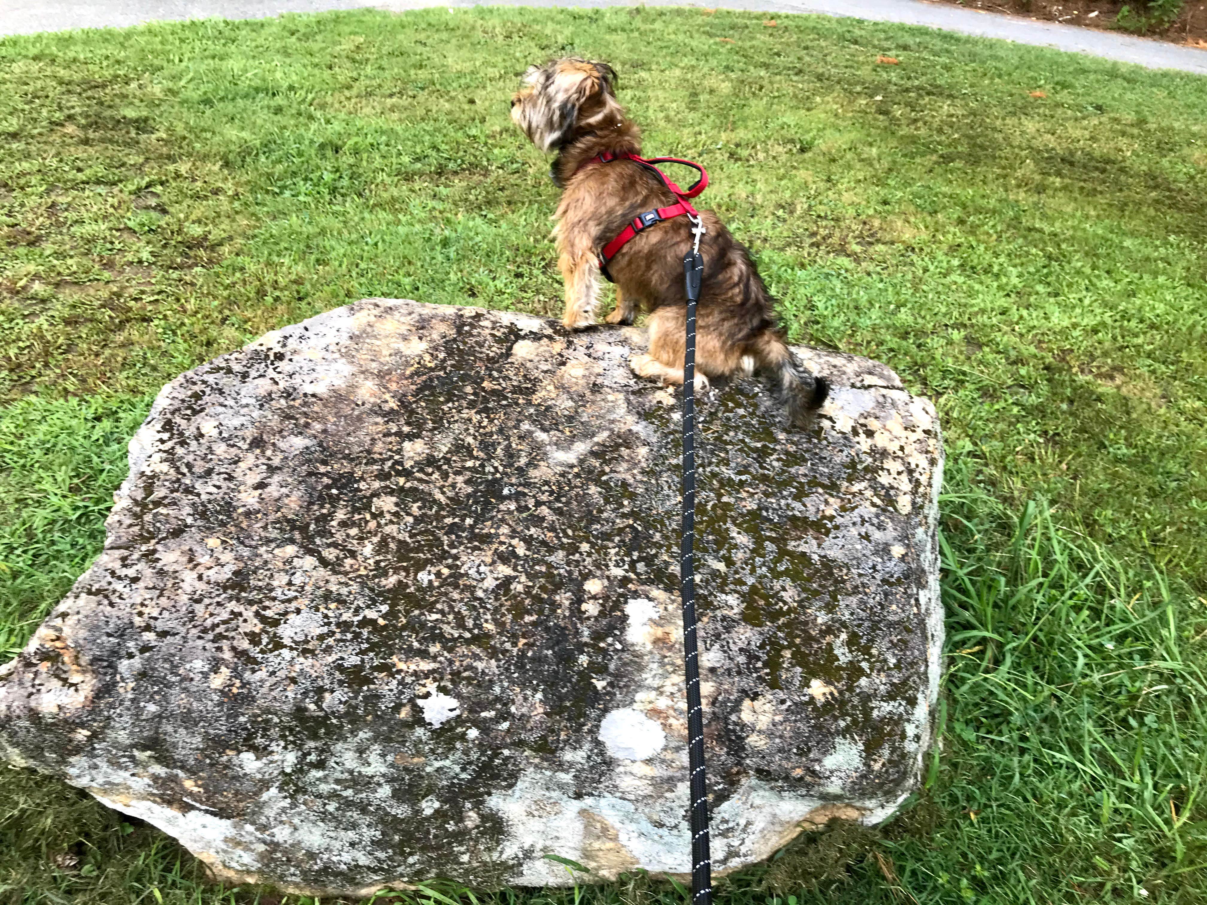 Annell N.'s photo of camping with pets at Mckaskey Creek Campground near Waleska, GA