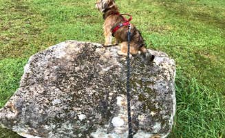 Annell N.'s photo of camping with pets at Mckaskey Creek Campground near Marietta, GA