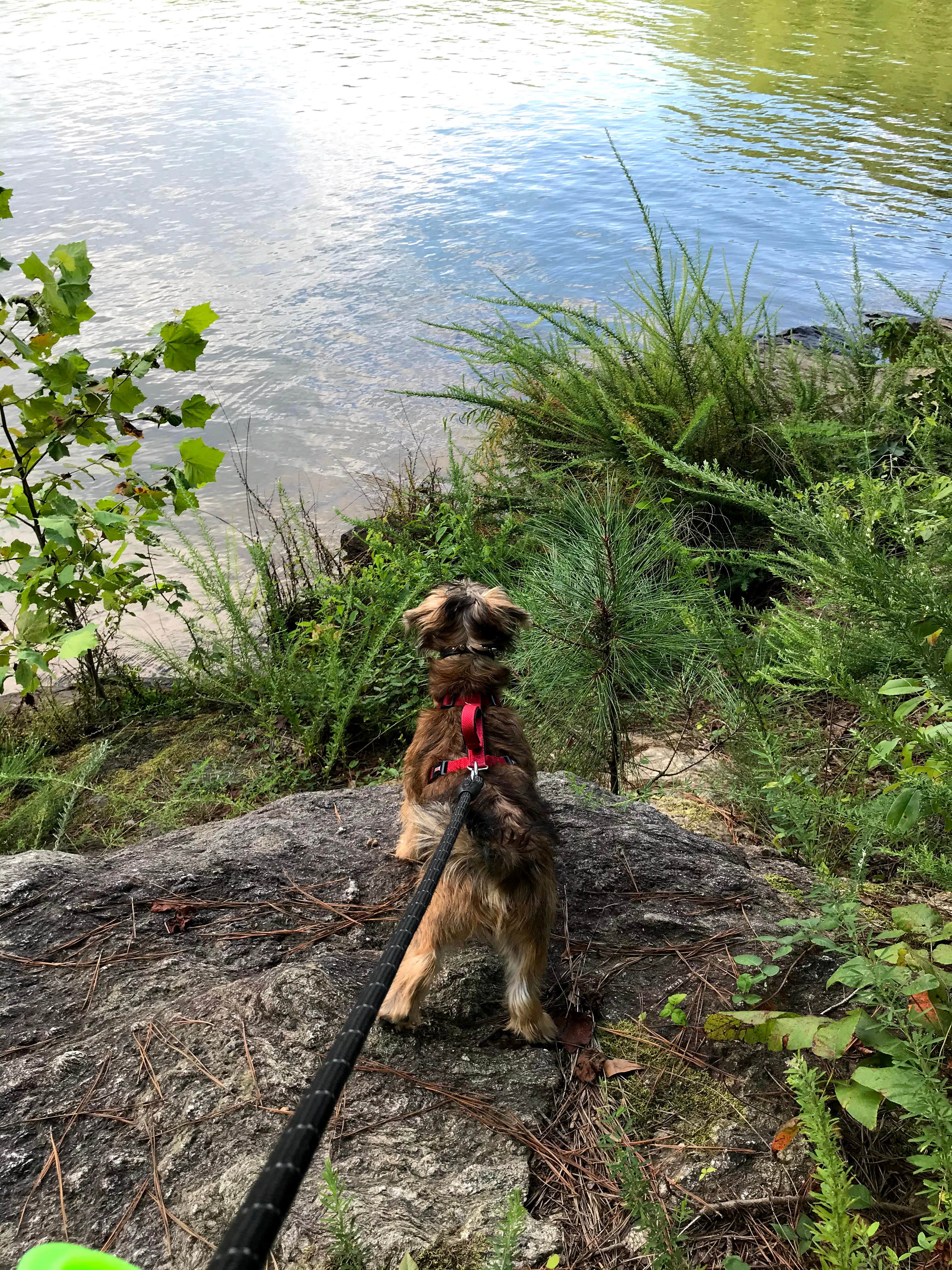 Annell N.'s photo of camping with pets at Mckaskey Creek Campground near Dallas, GA
