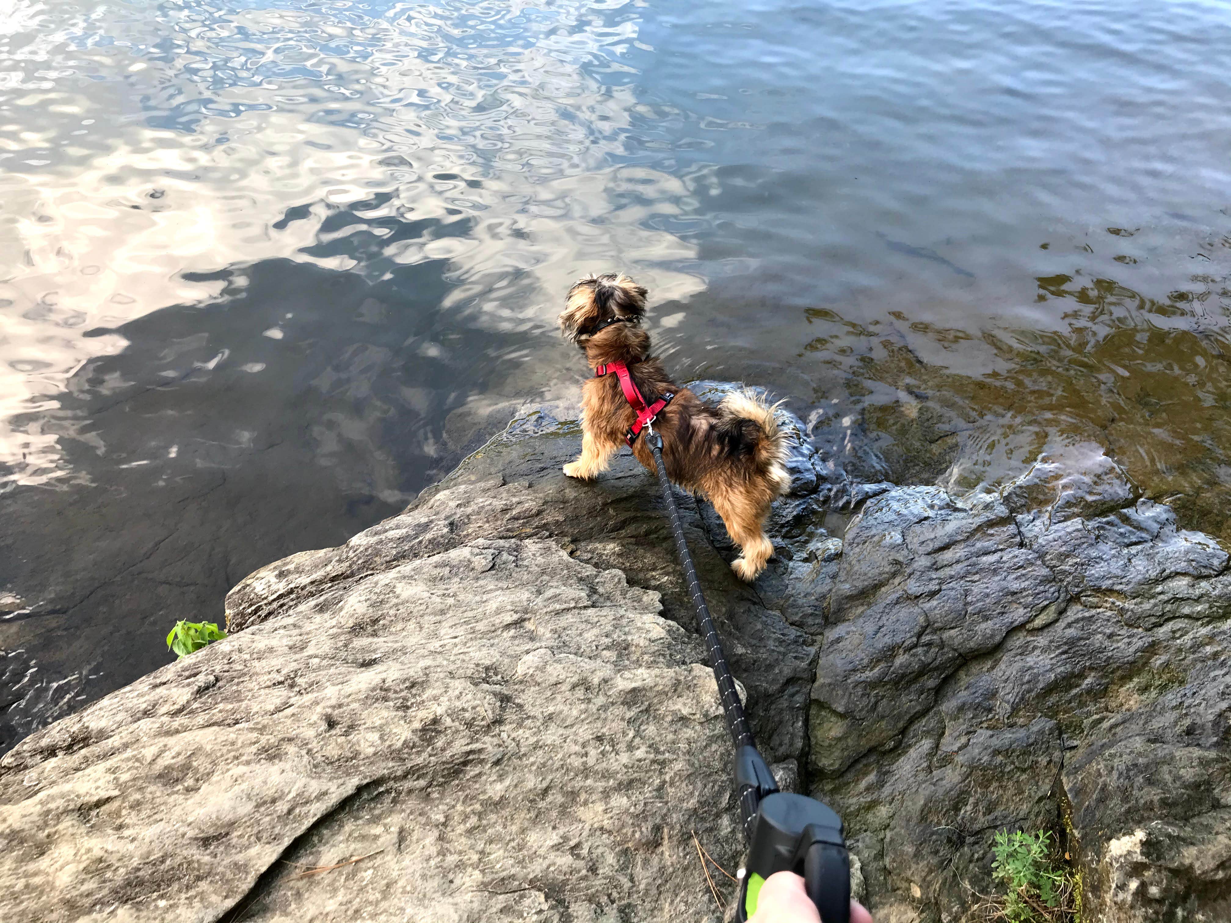 Annell N.'s photo of camping with pets at Mckaskey Creek Campground near Austell, GA