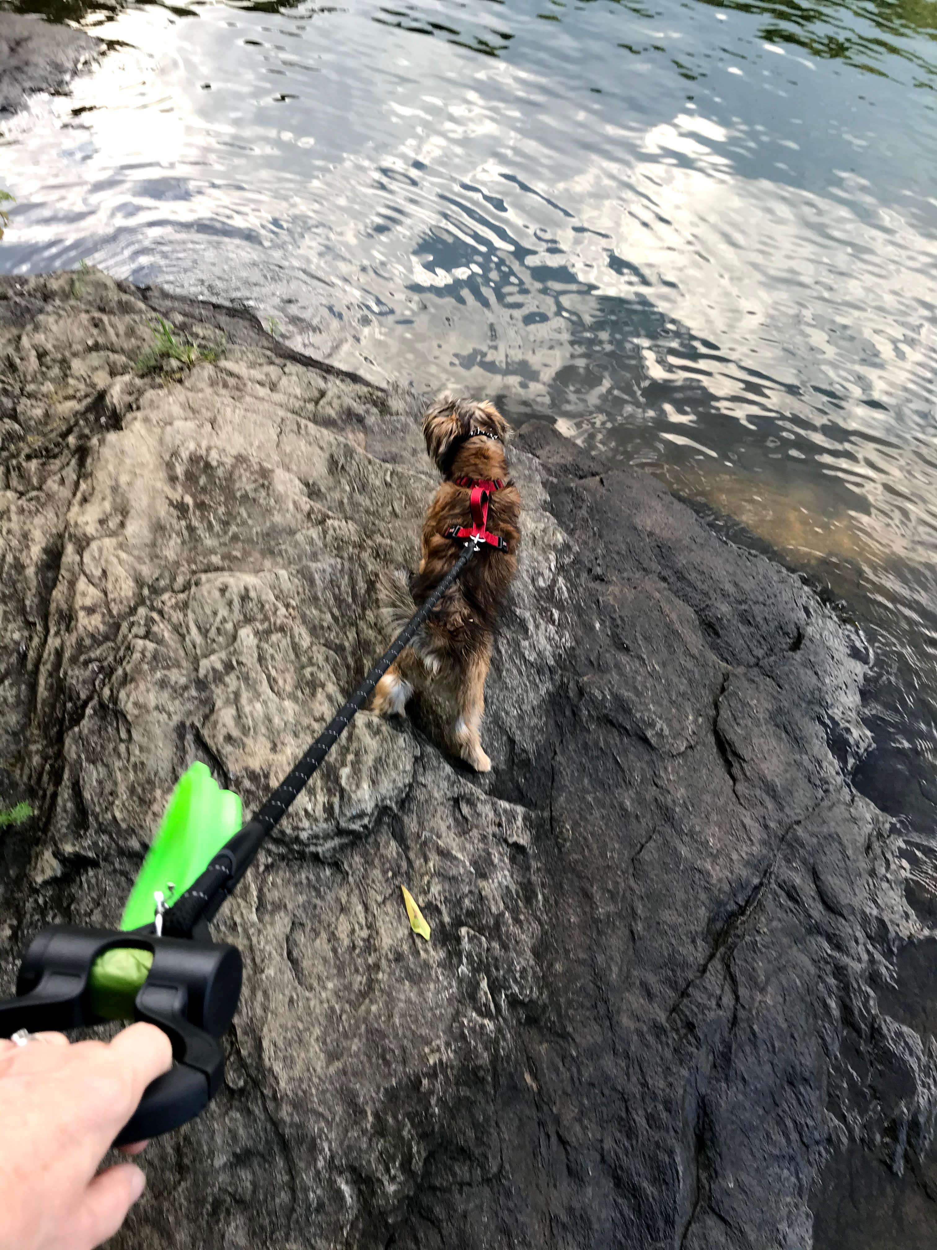 Annell N.'s photo of camping with pets at Mckaskey Creek Campground near Jasper, GA