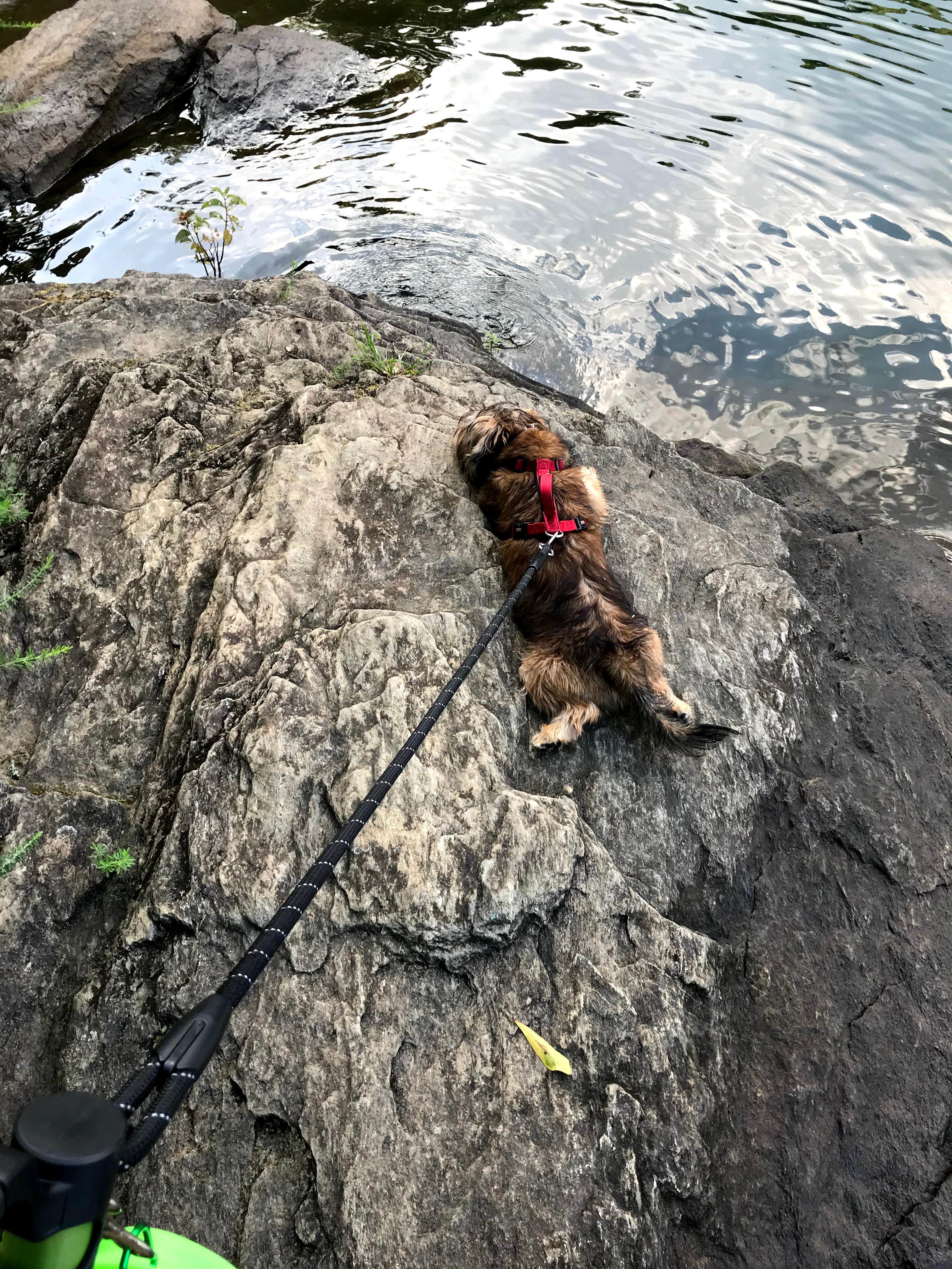 Annell N.'s photo of camping with pets at Mckaskey Creek Campground near Emerson, GA