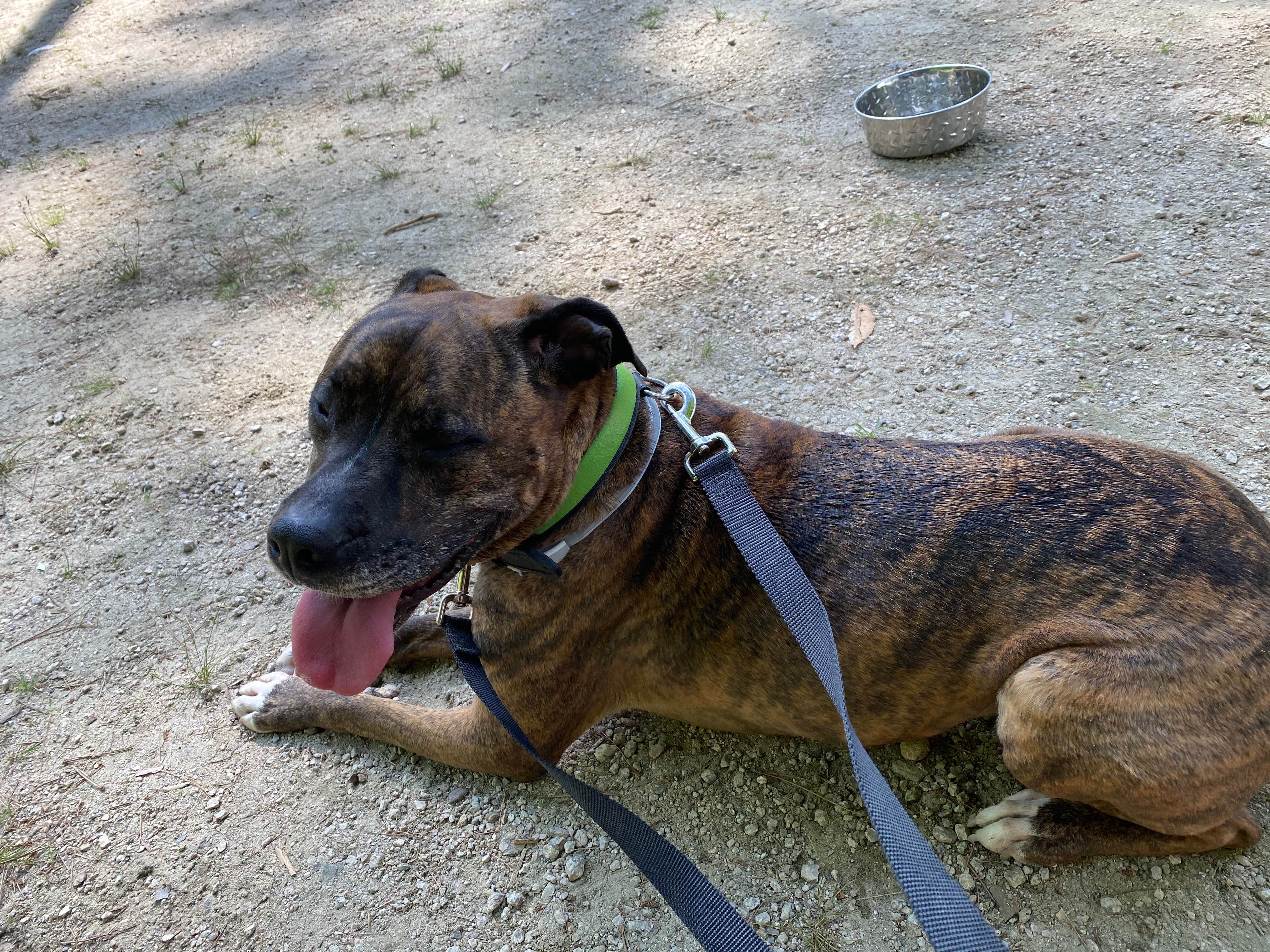 Sara D.'s photo of camping with pets at Jigger Johnson Campground near North Conway, NH