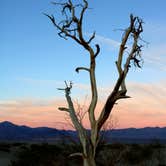 Review photo of Texas Springs Campground — Death Valley National Park by Lindsay B., May 6, 2018