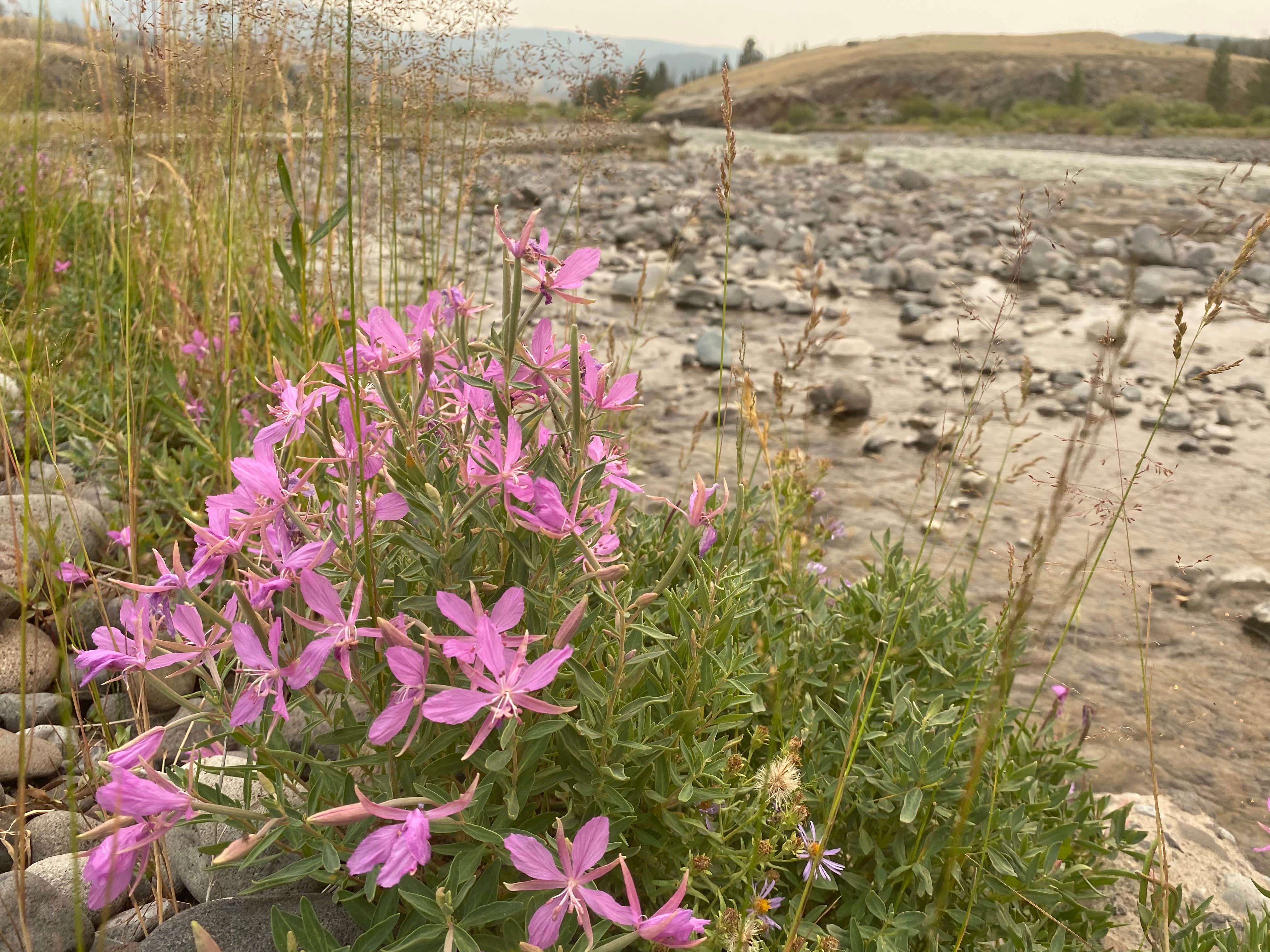 Camper-submitted photo at Double Cabin Campground near Shoshone National Forest