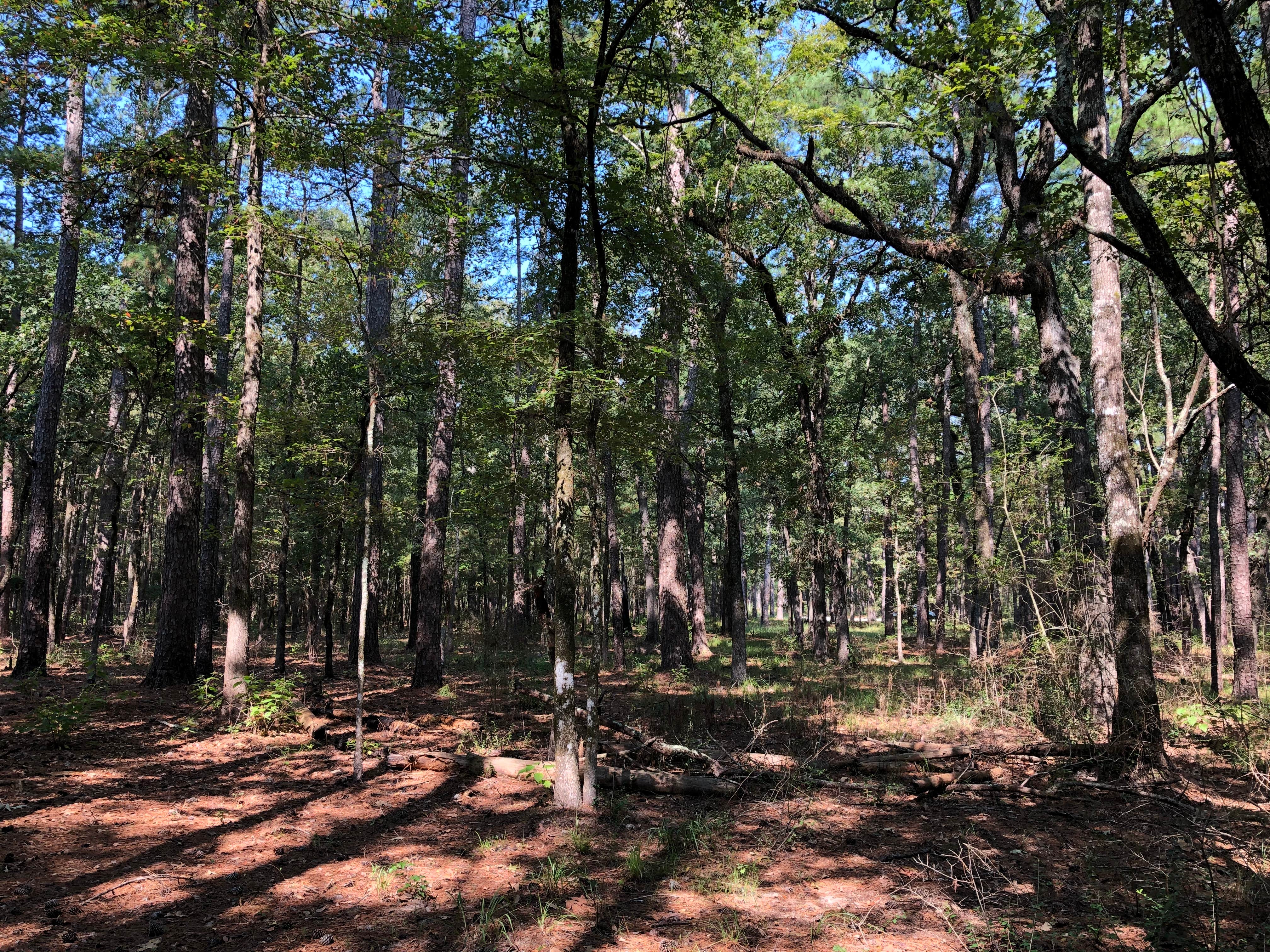 Camper-submitted photo at Slay Creek near Alto, TX