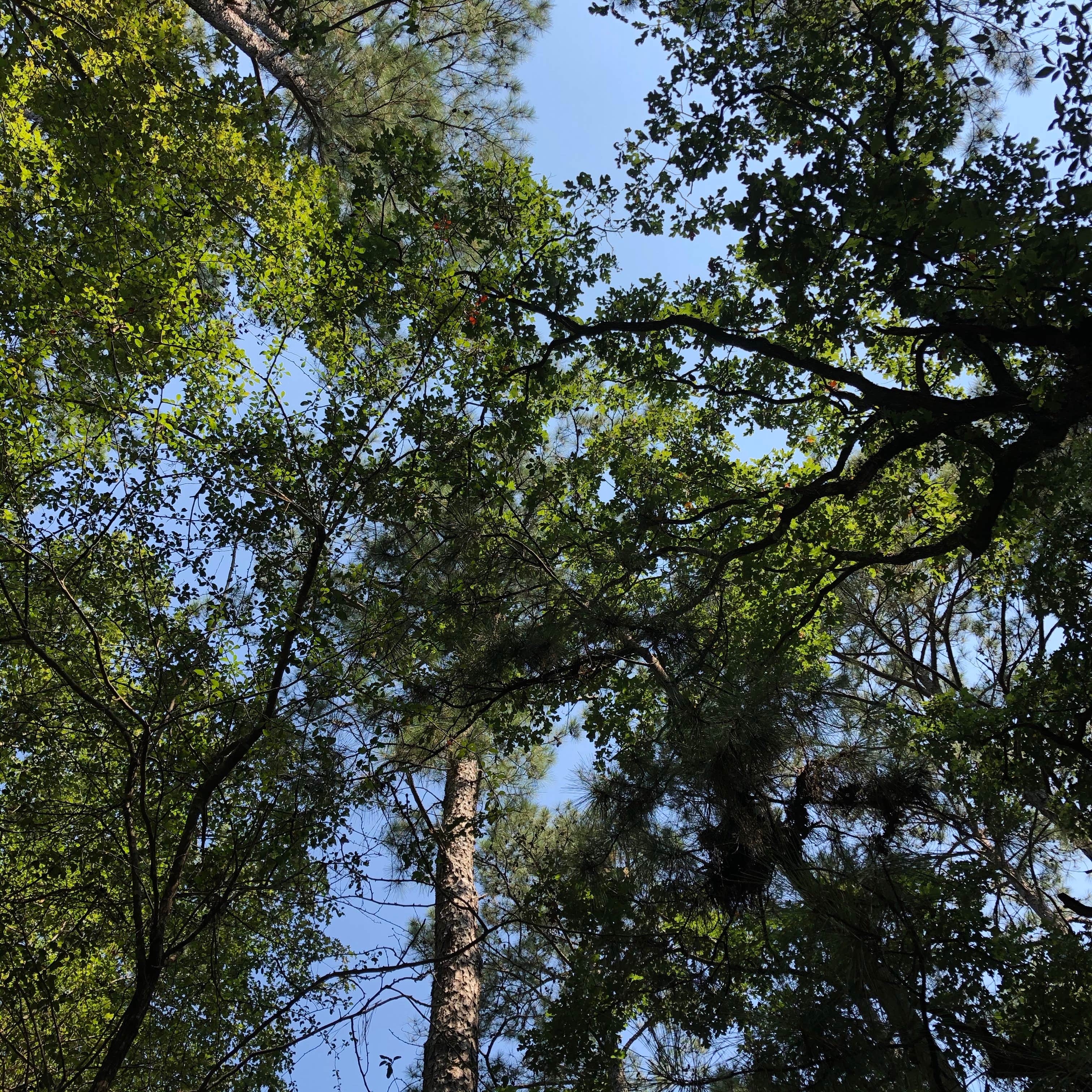 Camper-submitted photo at Slay Creek near Diboll, TX