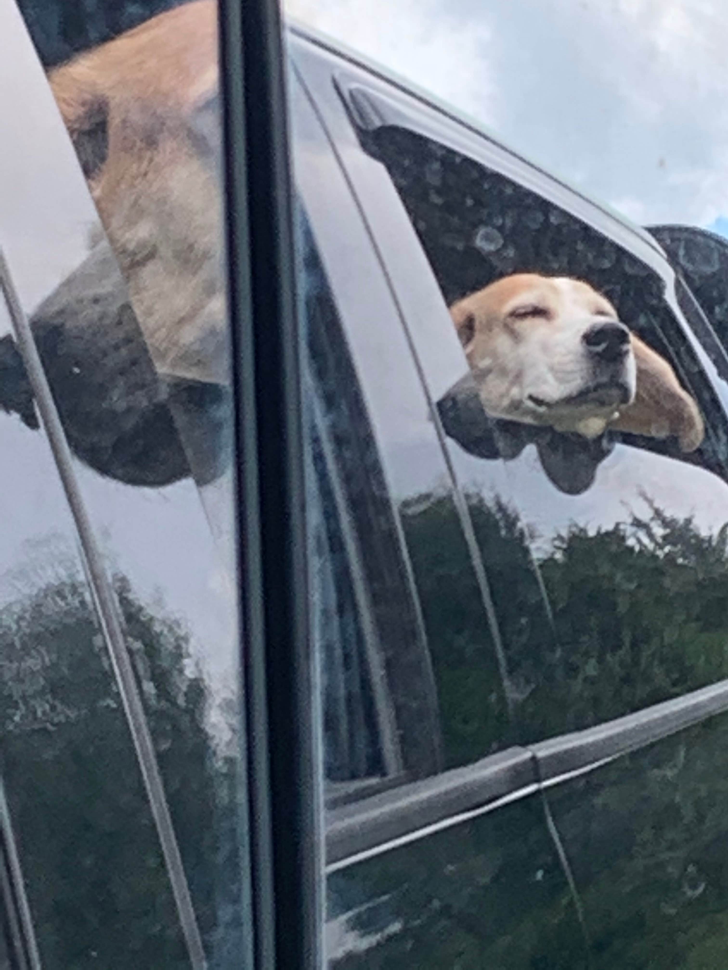 Stacey S.'s photo of camping with pets at Charlestown State Park Campground near New Pekin, IN