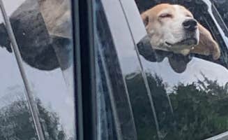 Stacey S.'s photo of camping with pets at Charlestown State Park Campground near Fisherville, KY