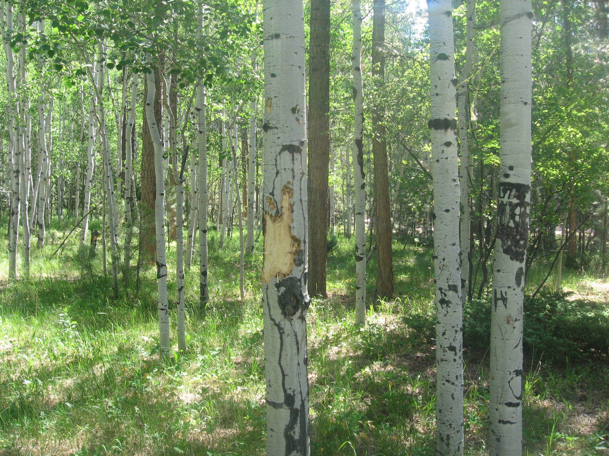 Camper submitted image from Ashley National Forest Uinta River Group Campground - 2