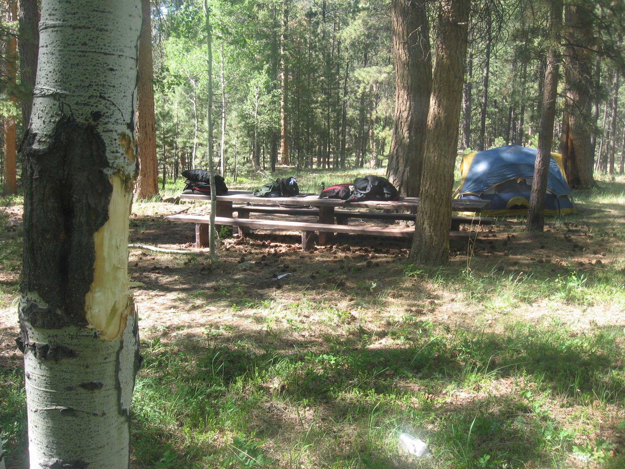 Camper submitted image from Ashley National Forest Uinta River Group Campground - 4