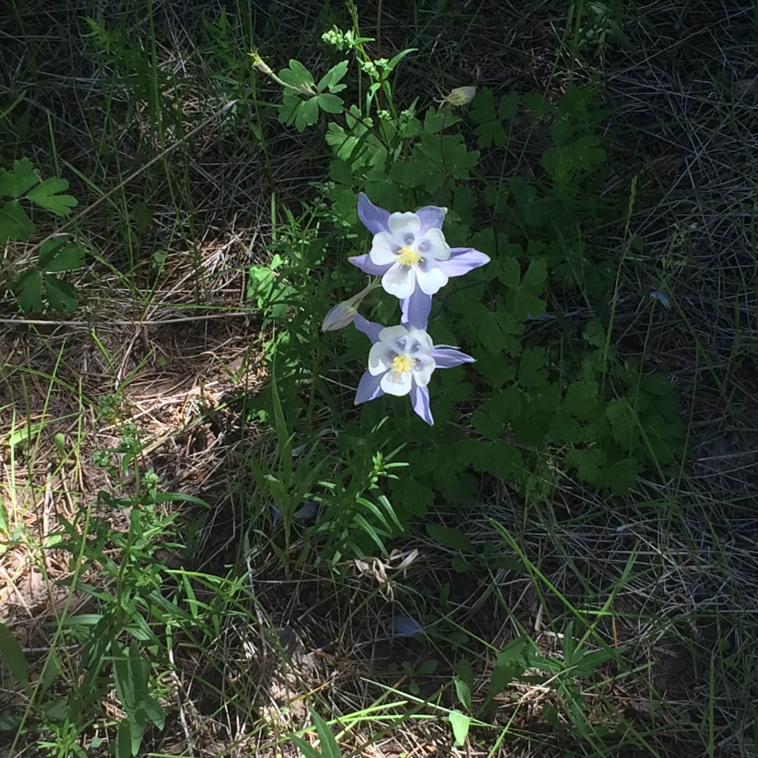 Camper submitted image from Ashley National Forest - Deep Creek Campground - 1