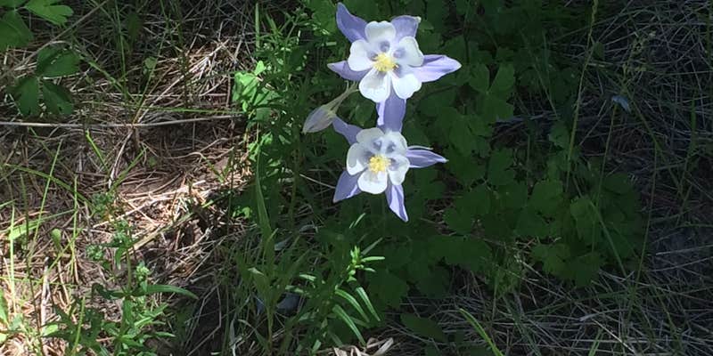Camper submitted image from Ashley National Forest - Deep Creek Campground
