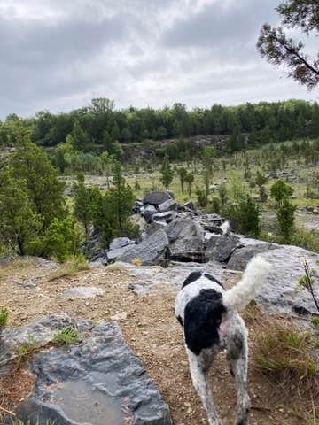 Bradley B.'s photo of camping with pets at Kelleys Island State Park Campground near Lorain, OH