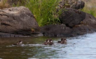 B M.'s photo of camping with pets at Woodenfrog Campground near Ranier, MN