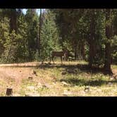 Review photo of Uinta Canyon by Jason L., May 7, 2018