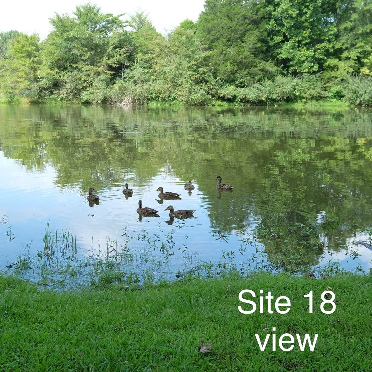 COE Cordell Hull Lake Salt Lick Creek Campground Camping The Dyrt