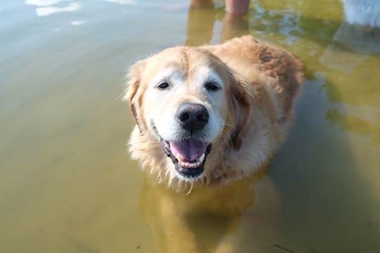 Susan & Kevin W.'s photo of camping with pets at COE Cordell Hull Lake Salt Lick Creek Campground near Livingston, TN