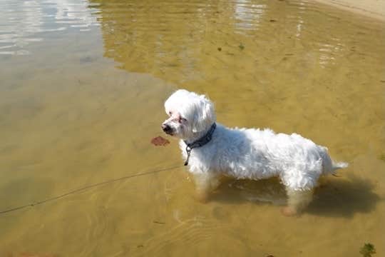 Susan & Kevin W.'s photo of camping with pets at COE Cordell Hull Lake Salt Lick Creek Campground near Lafayette, TN