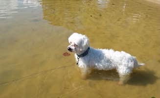Susan & Kevin W.'s photo of camping with pets at COE Cordell Hull Lake Salt Lick Creek Campground near Lafayette, TN