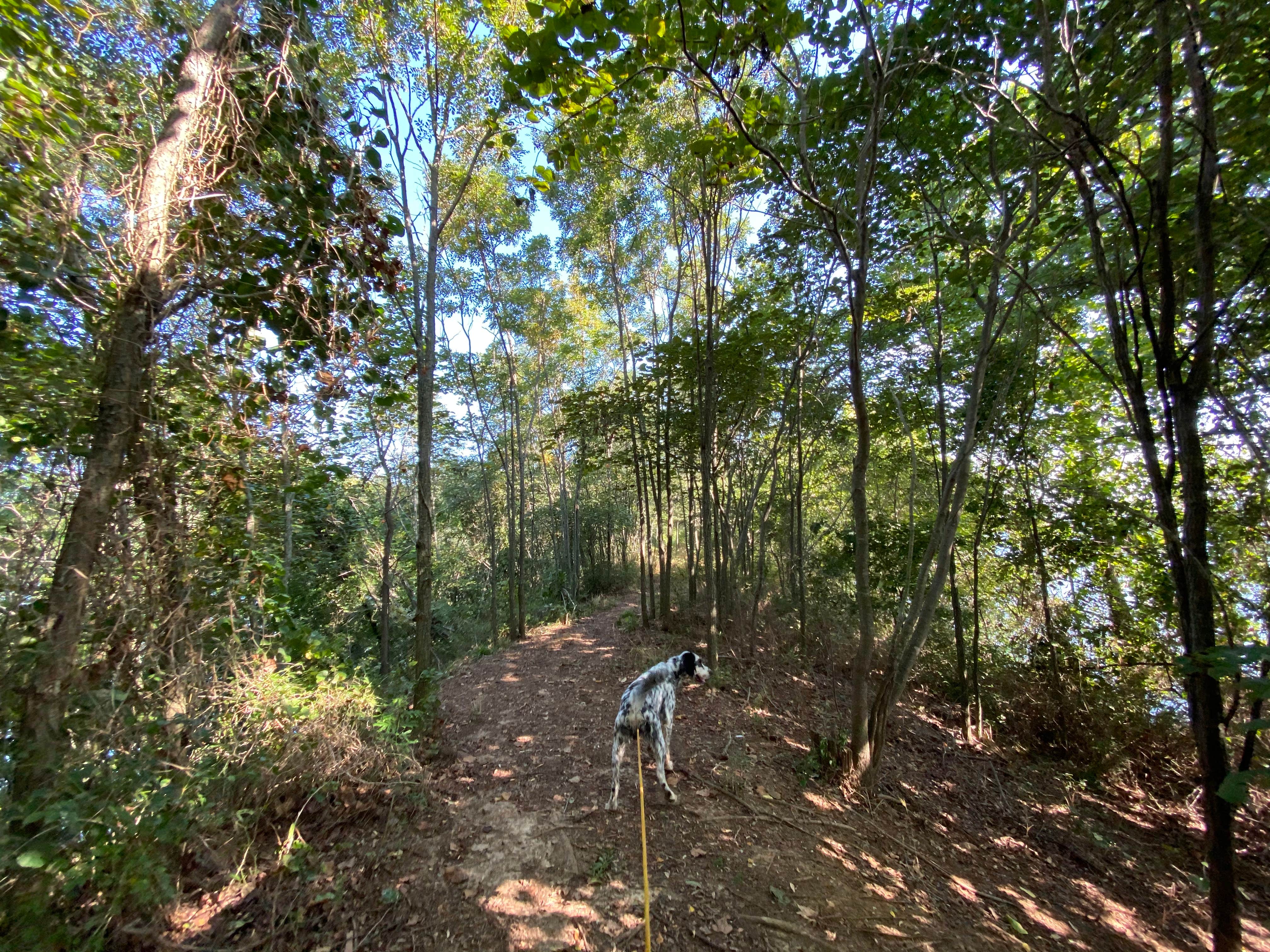 ShaneB's photo of camping with pets at Greenleaf State Park Campground near Broken Arrow, OK