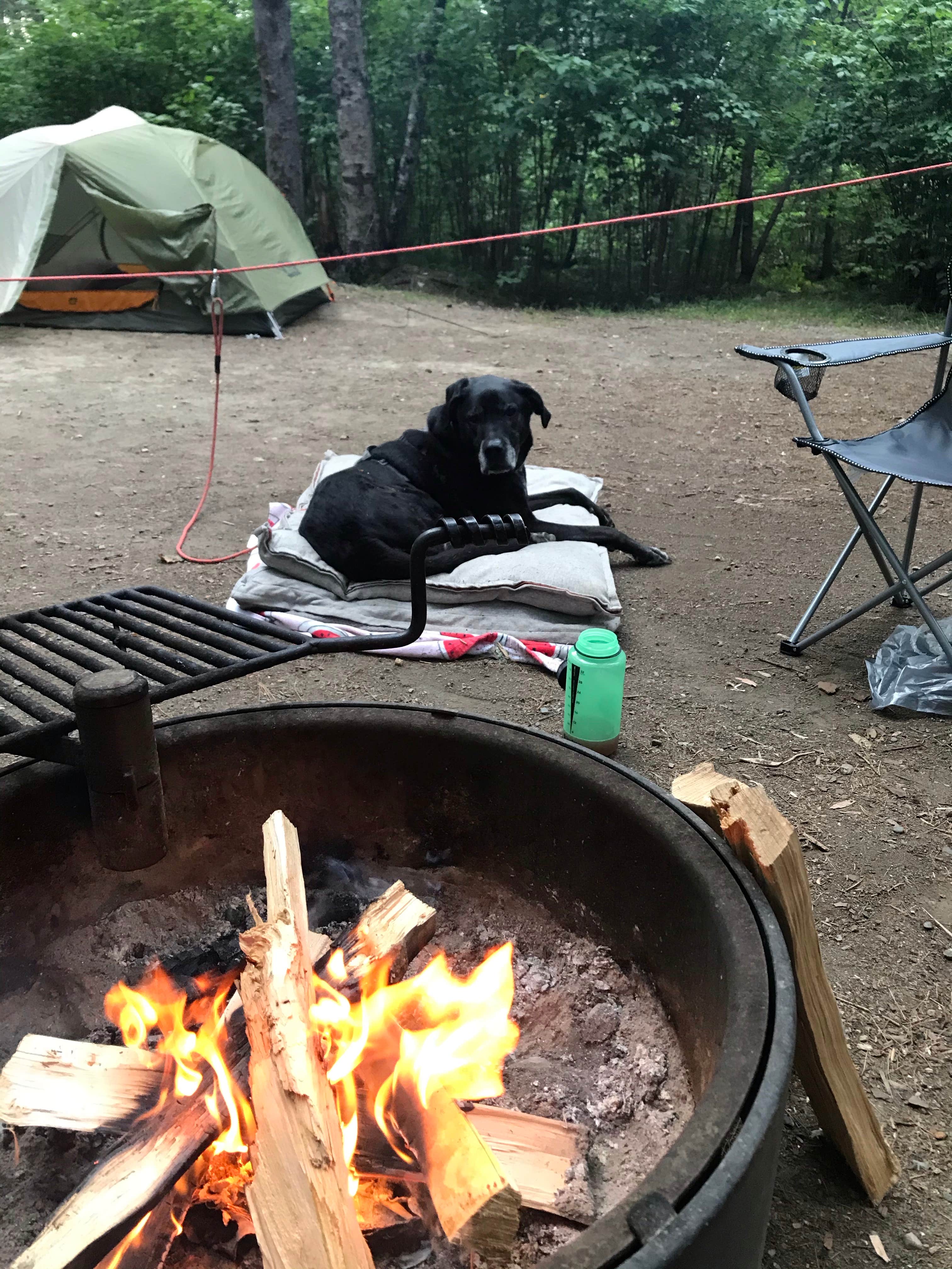 Steff's photo of camping with pets at Bear Head Lake State Park Campground near Virginia, MN