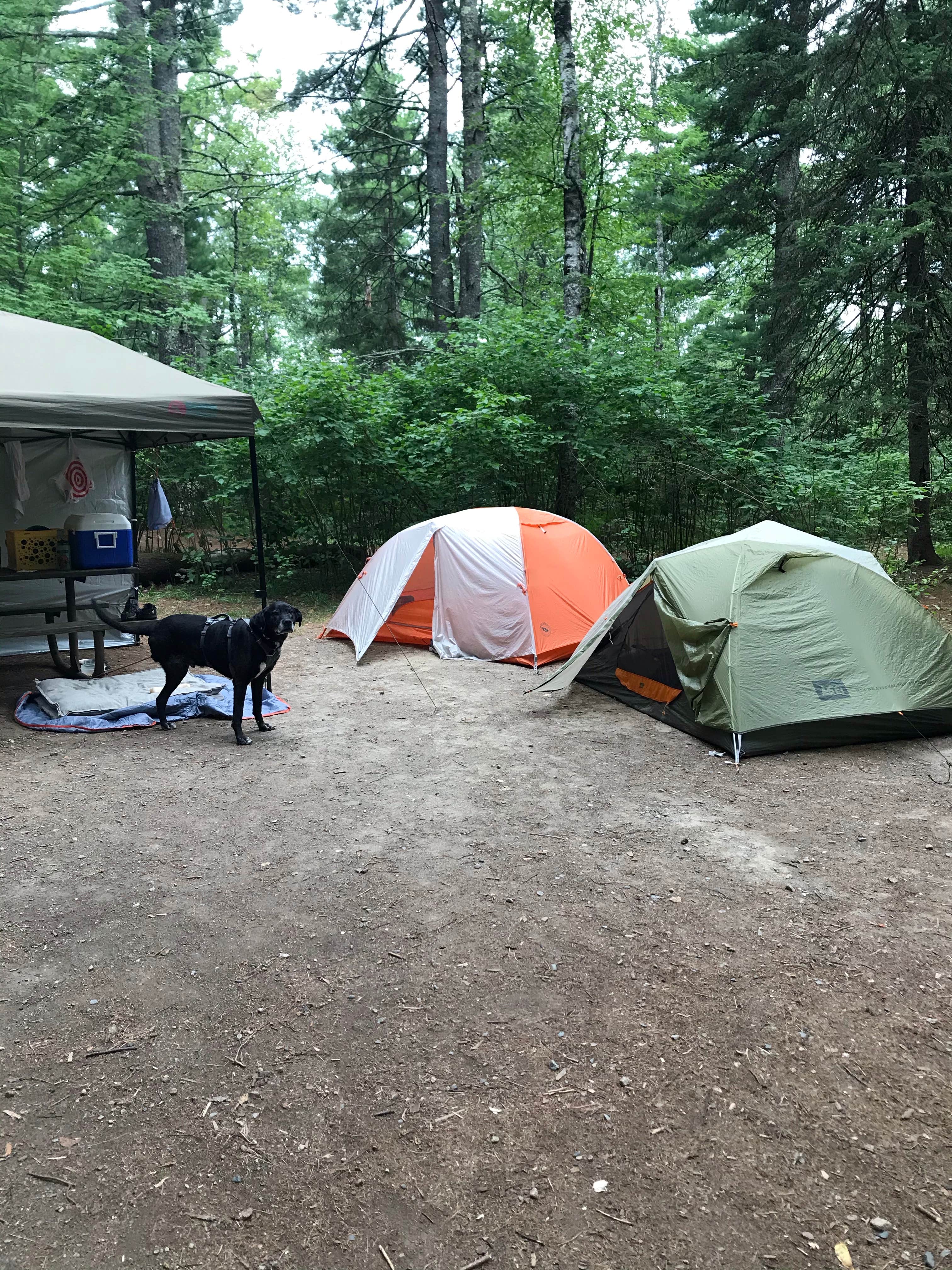 Steff's photo of camping with pets at Bear Head Lake State Park Campground near Superior National Forest
