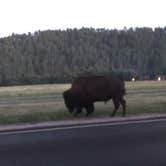 Review photo of Grace Coolidge Campground — Custer State Park by Steff , August 25, 2020