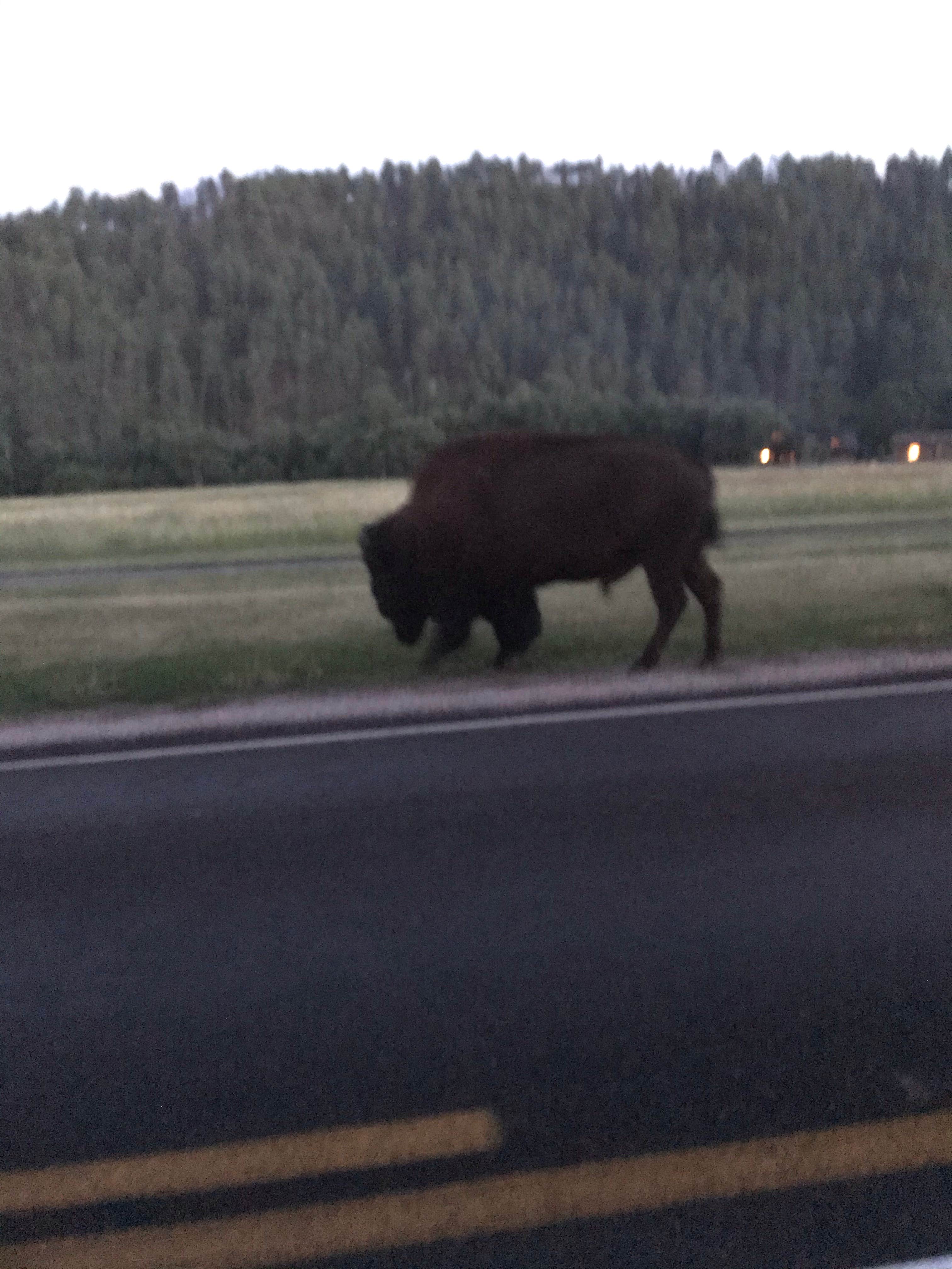 Camper submitted image from Grace Coolidge Campground — Custer State Park - 2