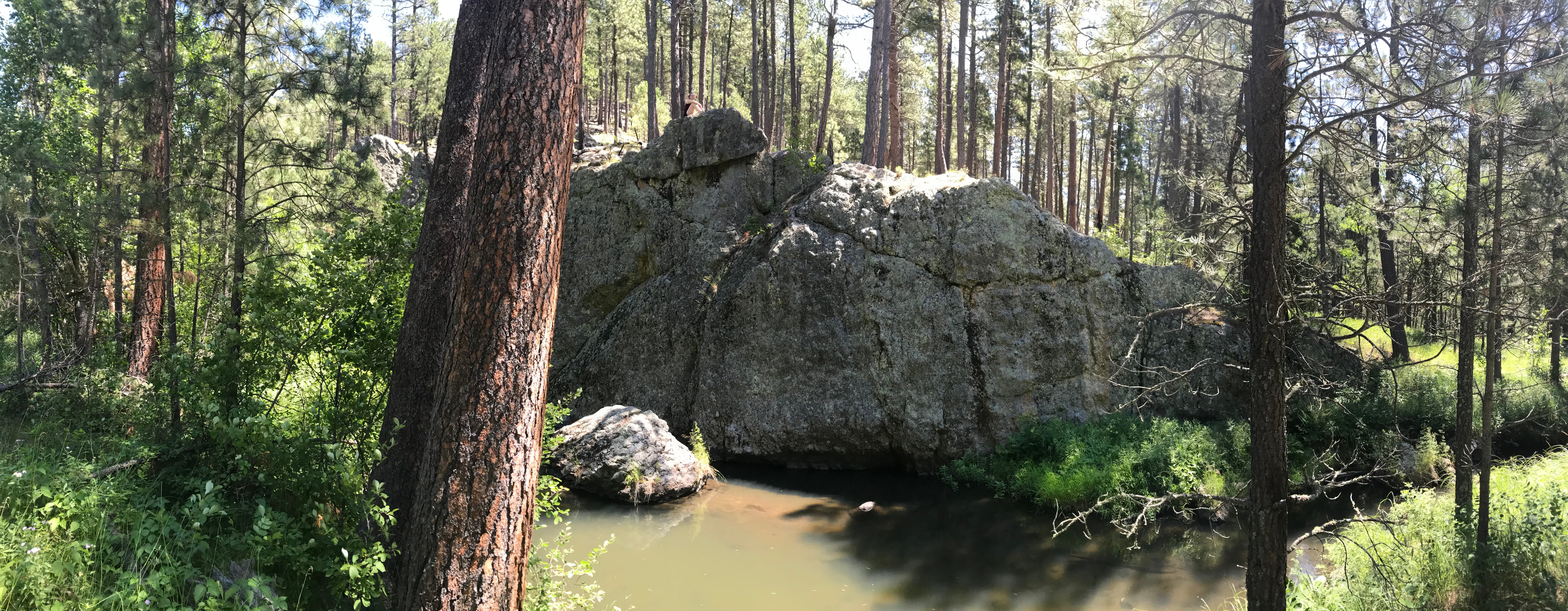 Camper submitted image from Grace Coolidge Campground — Custer State Park - 4