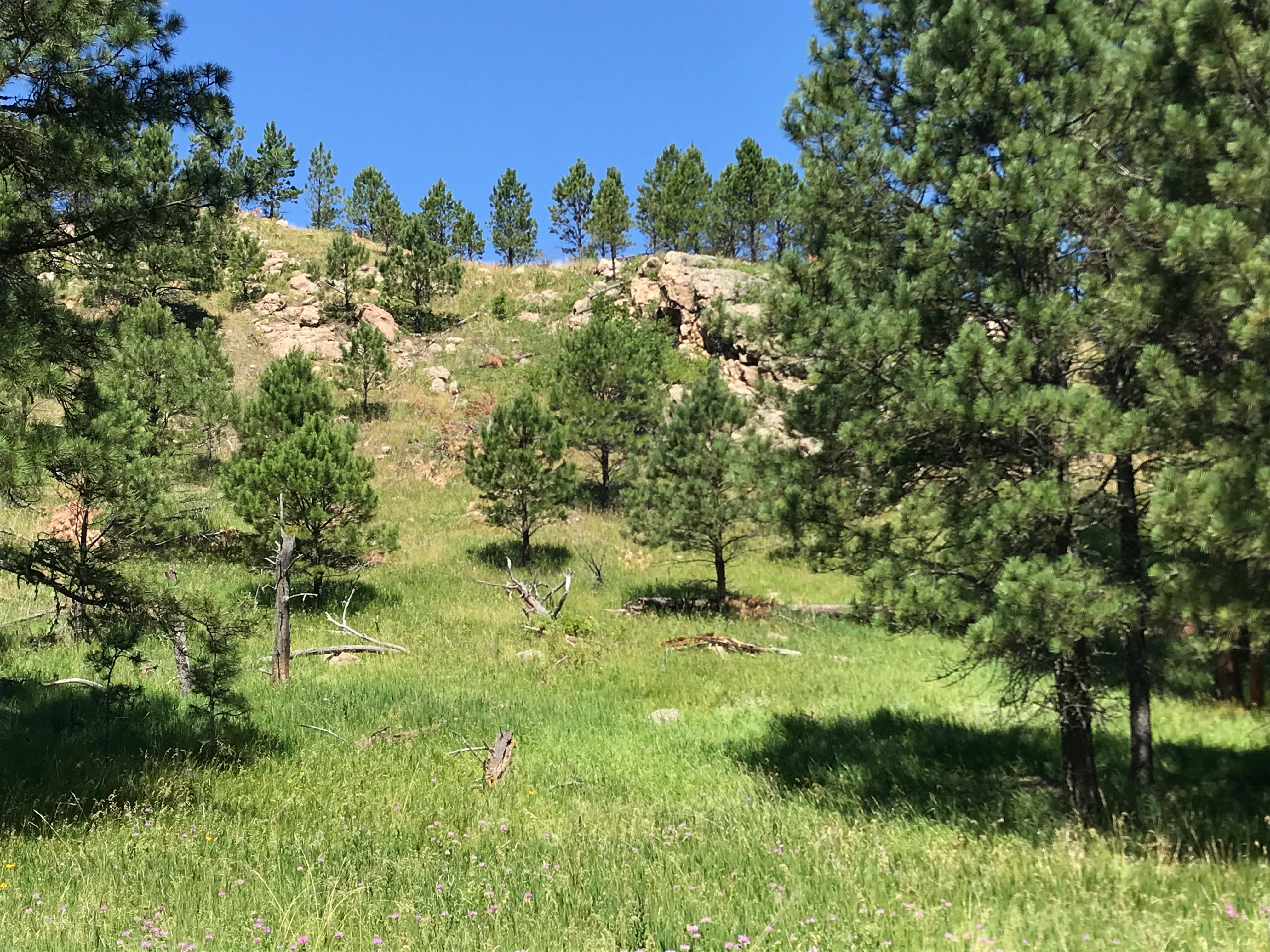 Camper submitted image from Grace Coolidge Campground — Custer State Park - 3