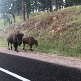 Review photo of Grace Coolidge Campground — Custer State Park by Steff , August 25, 2020