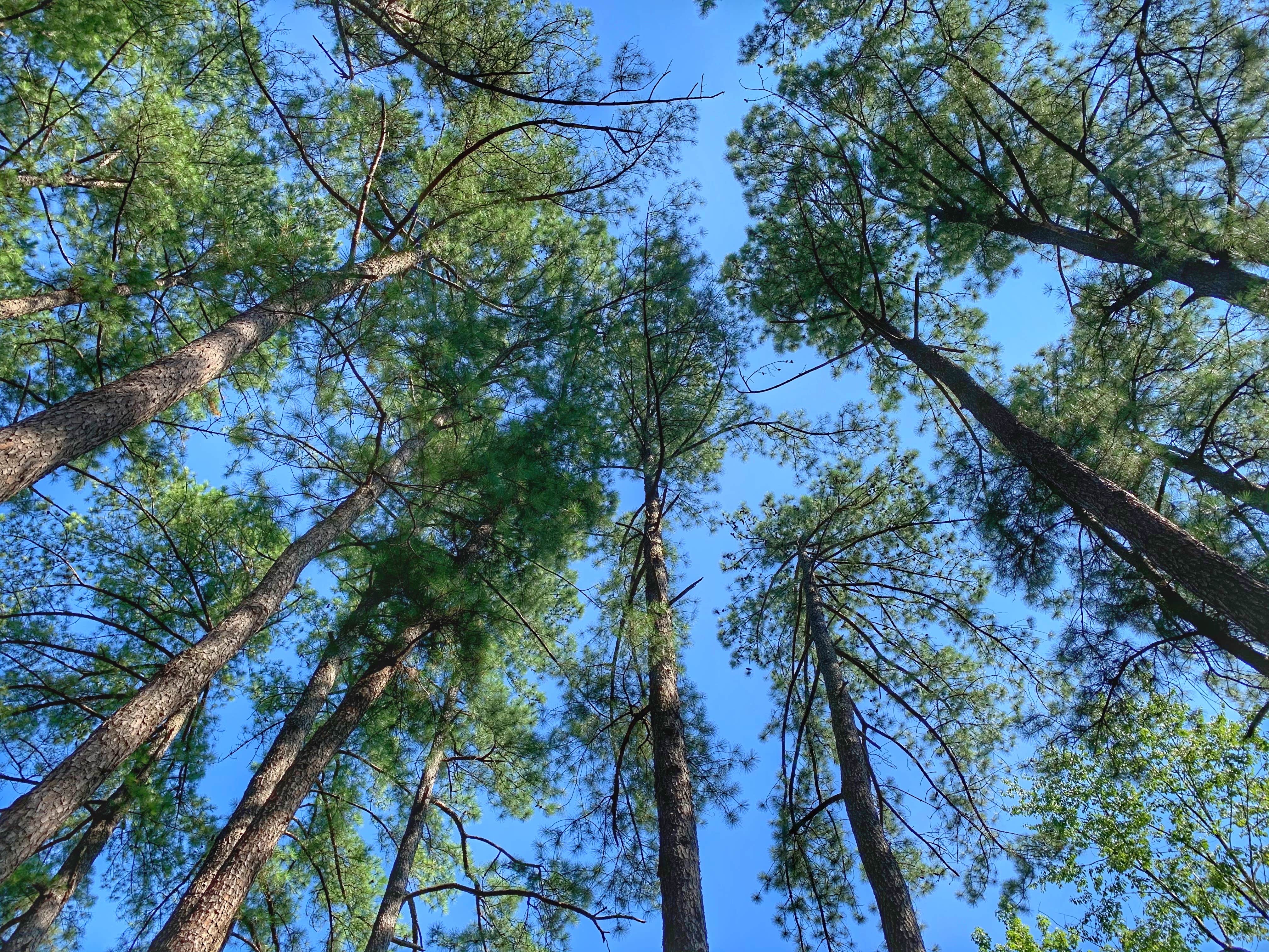 Camper-submitted photo at Land Between The Lakes National Recreation Area Hillman Ferry Campground near Grand Rivers, KY