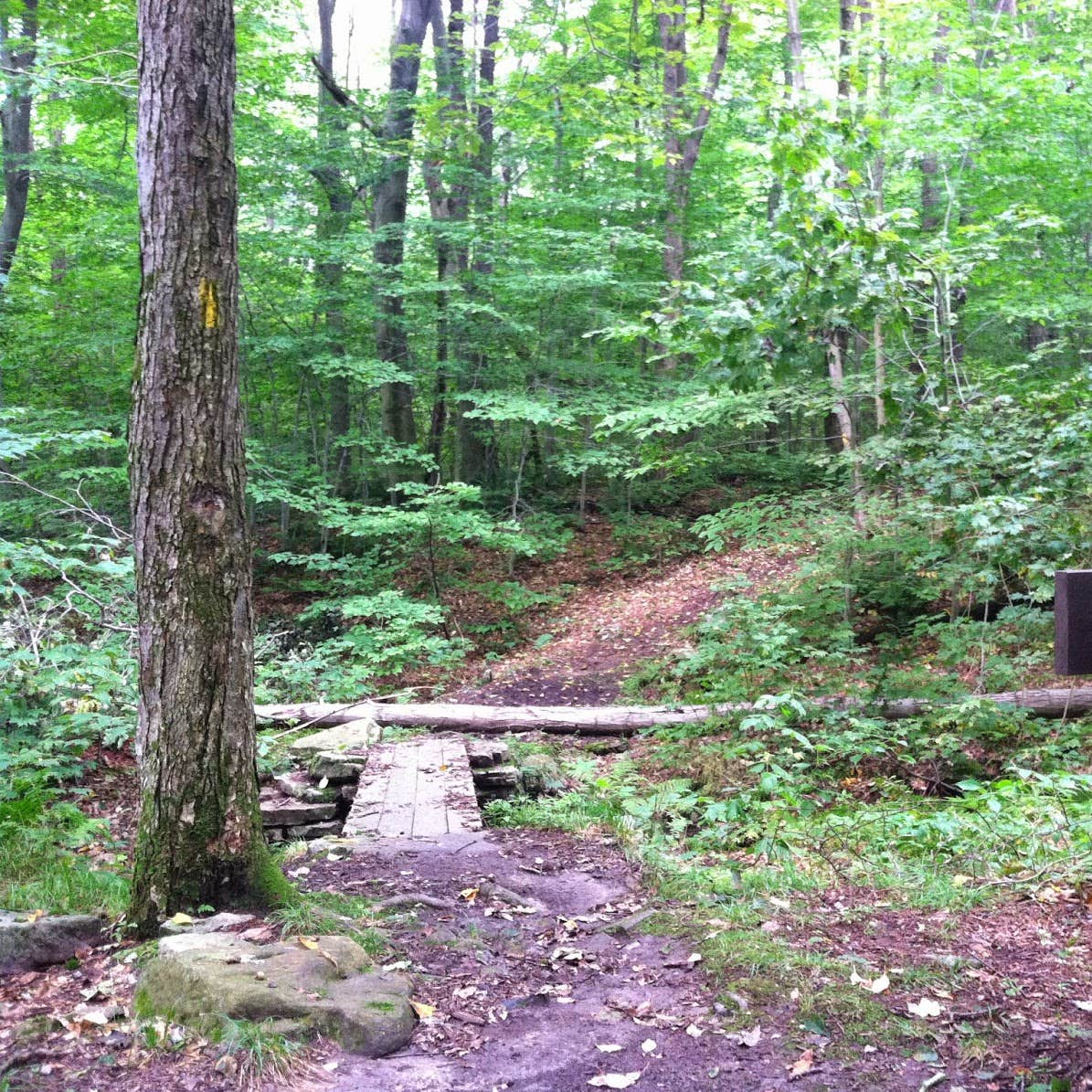 Laurel Ridge State Park Campground | Normalville, Pennsylvania