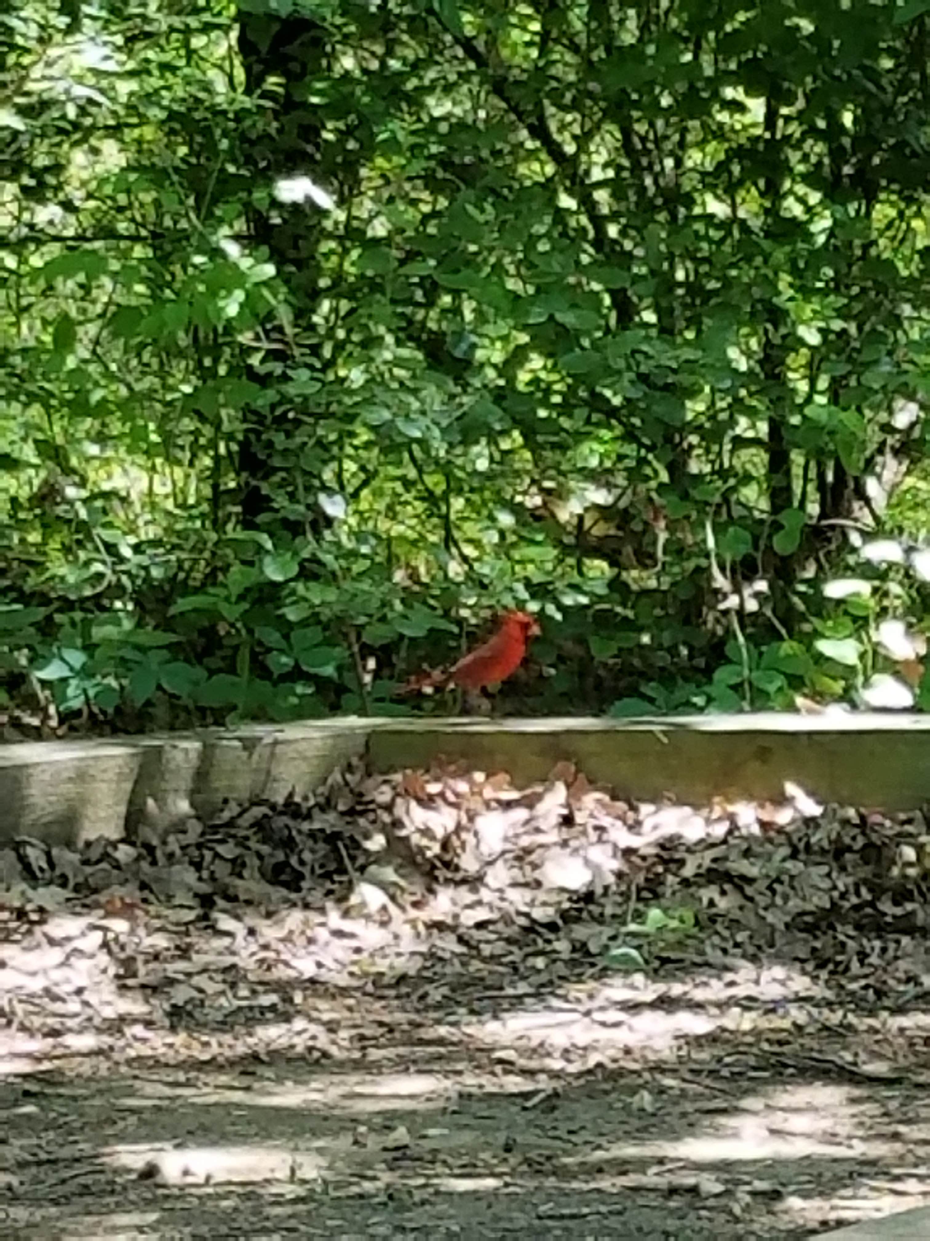 Camper-submitted photo at Bright Star Campground — Cooper Lake State Park South Sulphur Unit near Bonham, TX