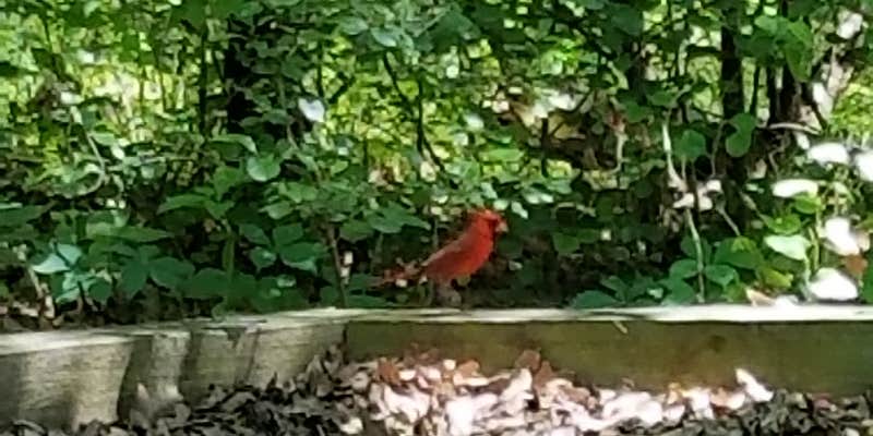 Camper submitted image from Bright Star Campground — Cooper Lake State Park South Sulphur Unit