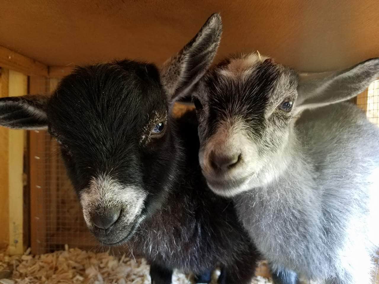 Camper-submitted photo at Four Directions Retreat near Woodland, WA