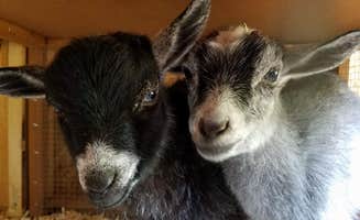 Nicole B.'s photo of camping with pets at Four Directions Retreat near Scappoose, OR