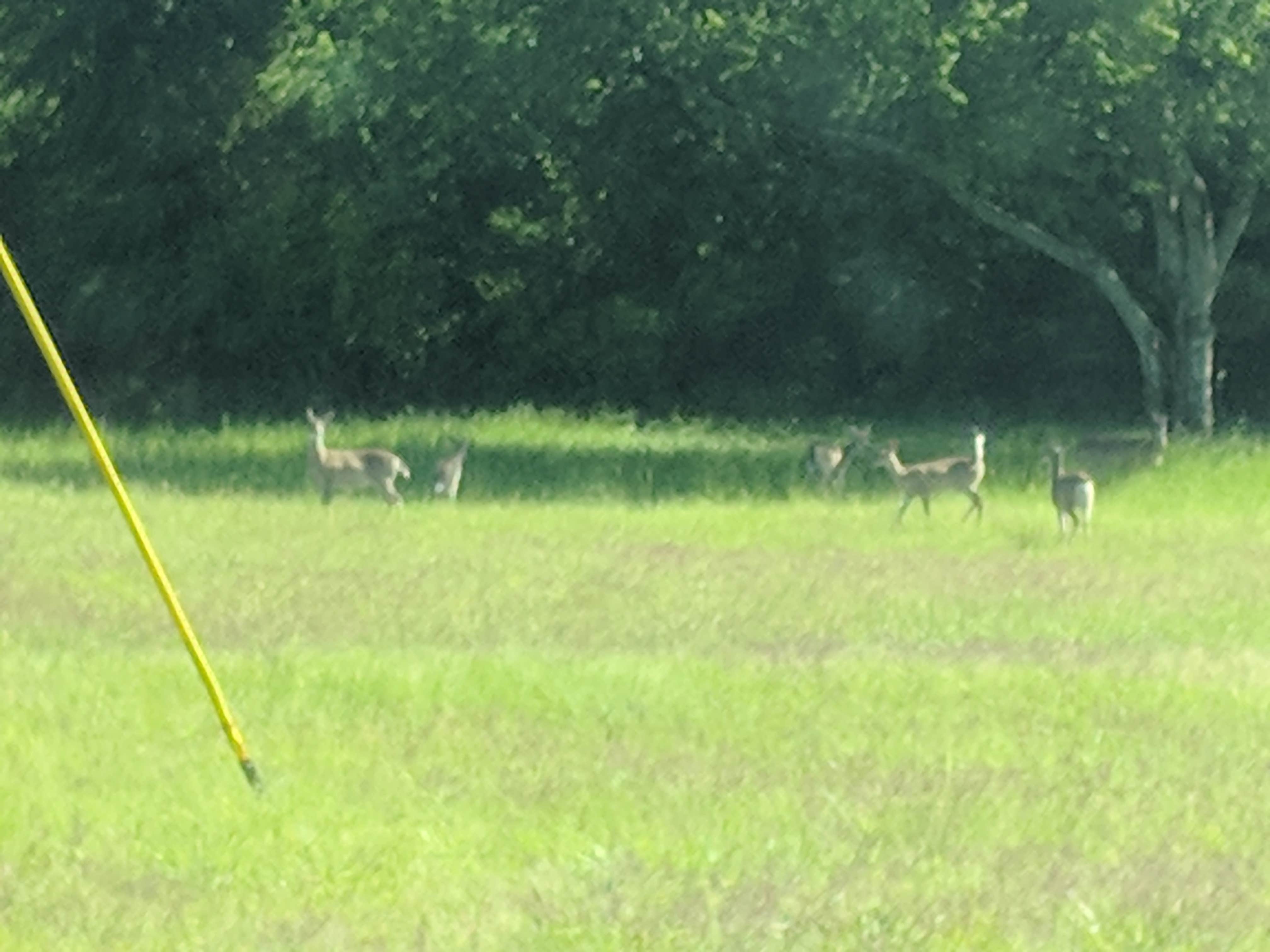 Camper-submitted photo at Wind Point Park near Rowlett, TX