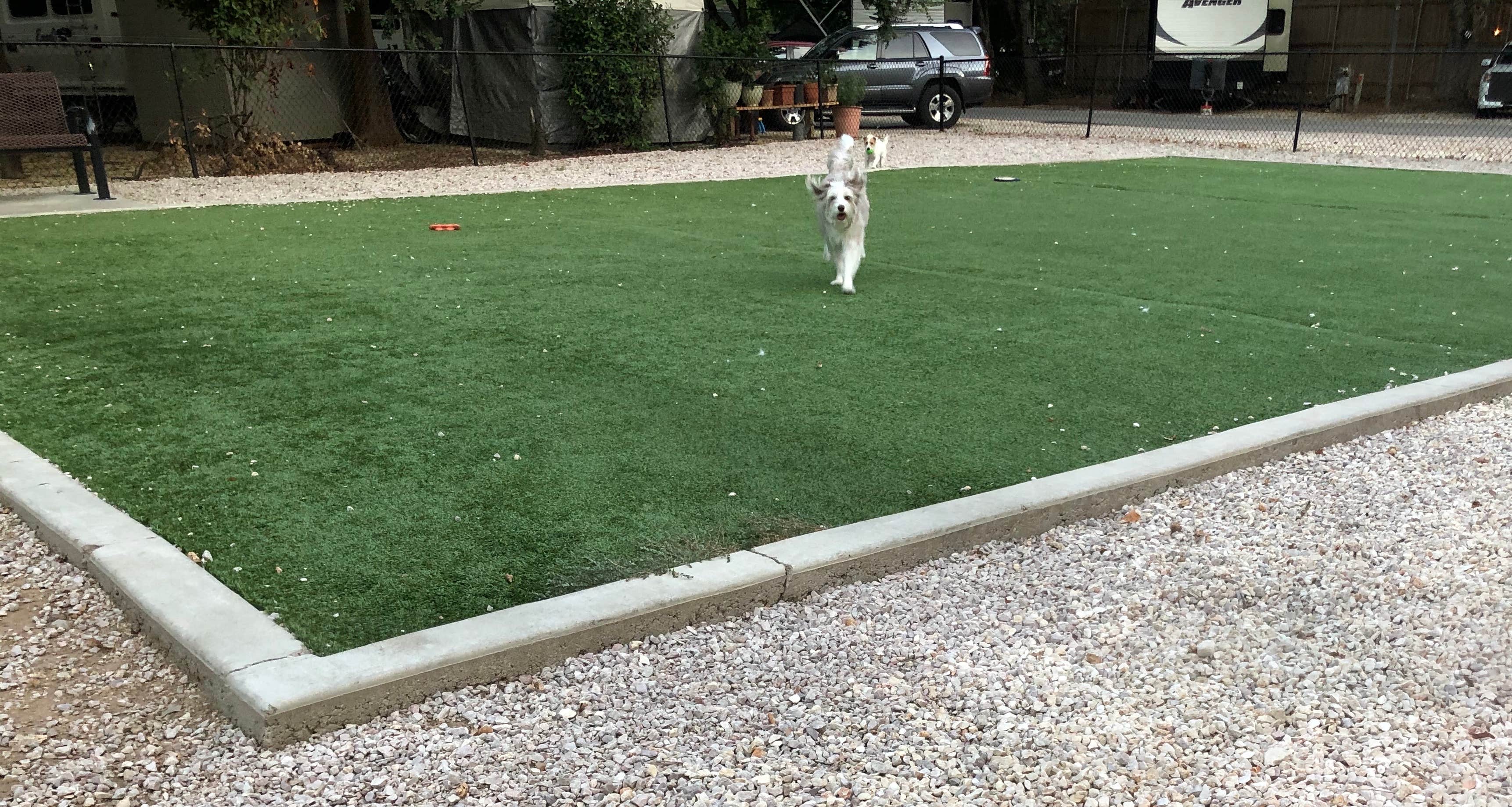 Shelly W.'s photo of camping with pets at Austin Lone Star RV Community near West Lake Hills, TX