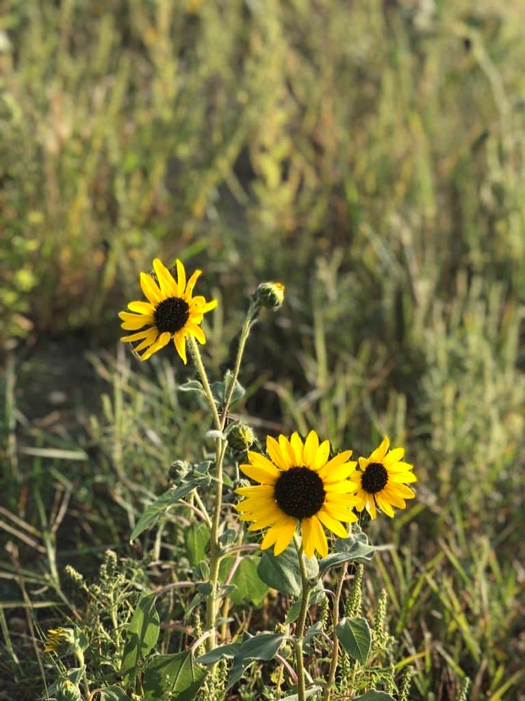 Camper-submitted photo at Hartford Beach State Park Campground near Corona, SD